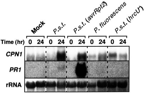 Figure 5.