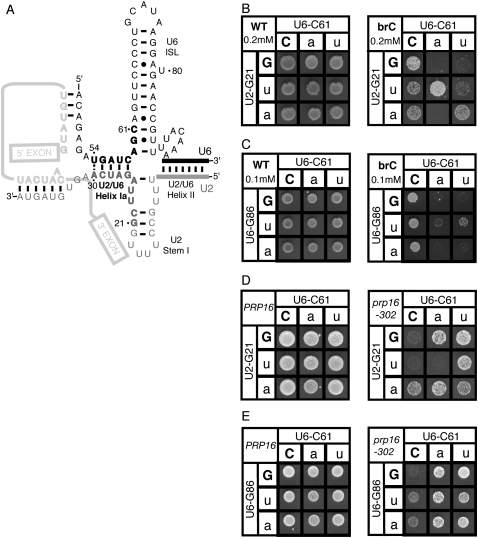 FIGURE 4.