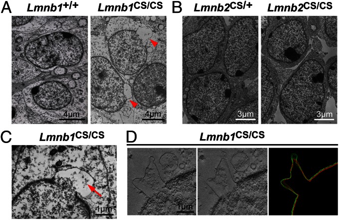 Fig. 8.