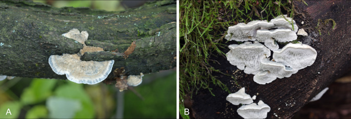 Fig. 9.