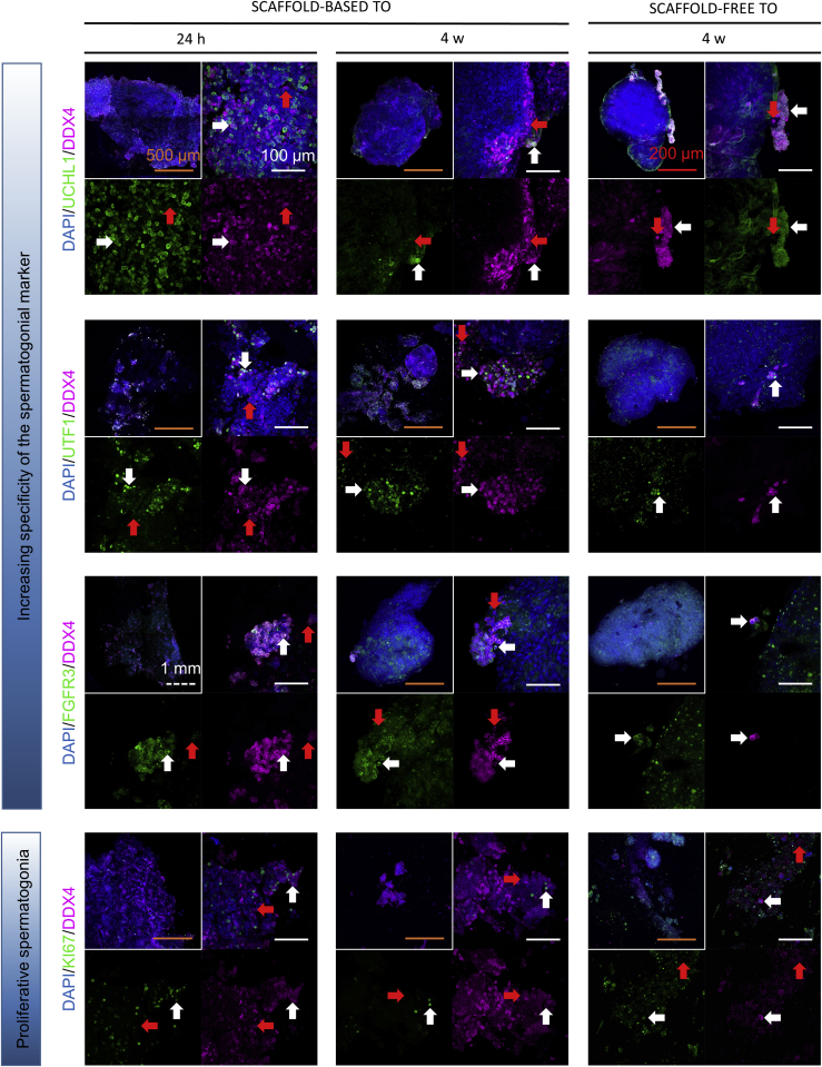 Figure 3