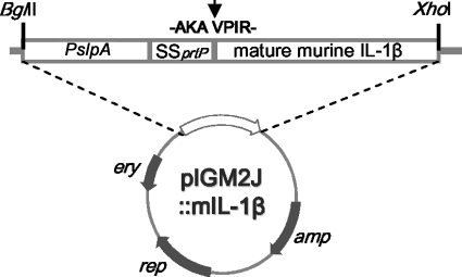 FIG. 1.