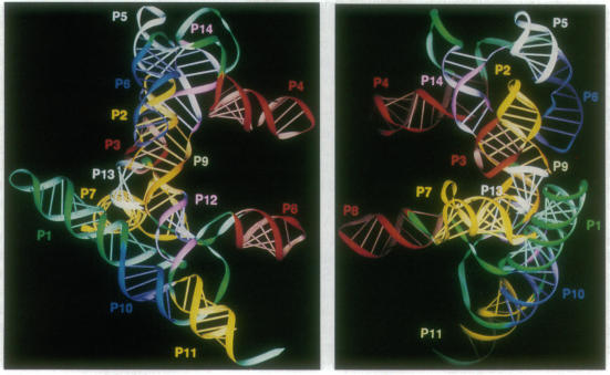 graphic file with name pnas01133-0535-a.jpg