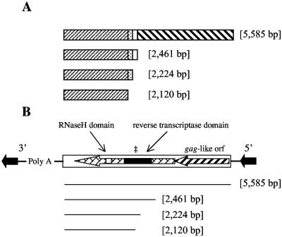 FIG. 2.