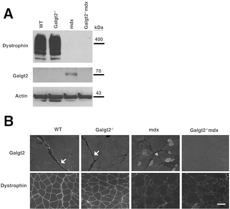 Supplemental Figure S3