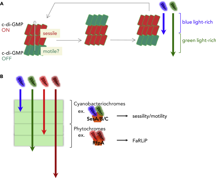 Figure 4