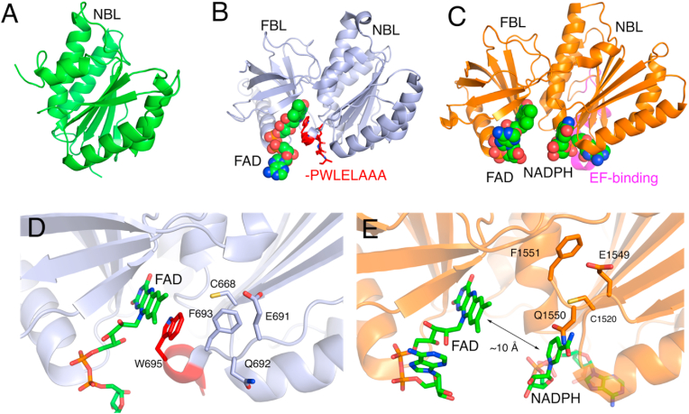 Fig. 2