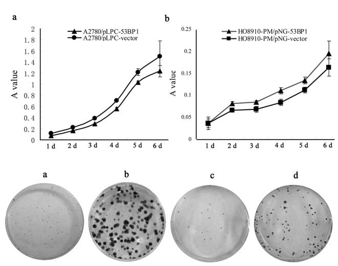 53BP1 suppresses tumor growth and promotes susceptibility to apoptosis ...