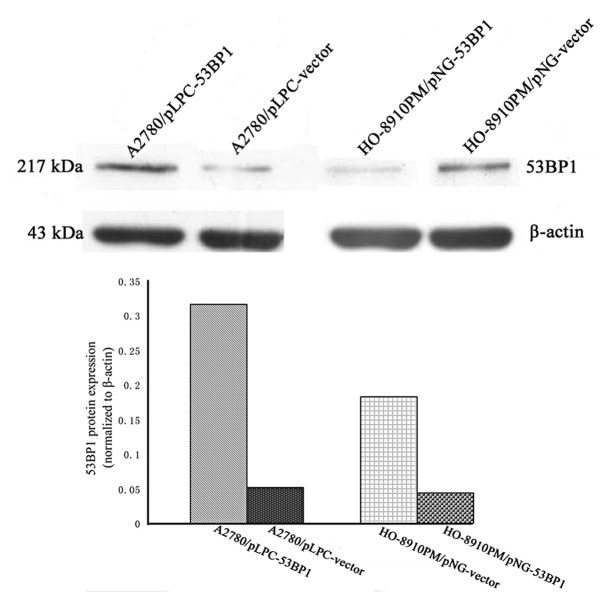 53BP1 suppresses tumor growth and promotes susceptibility to apoptosis ...