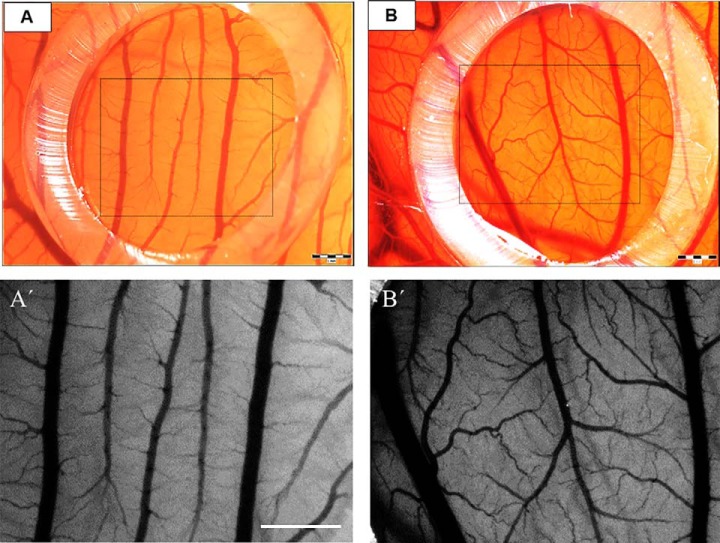 Fig. 5.