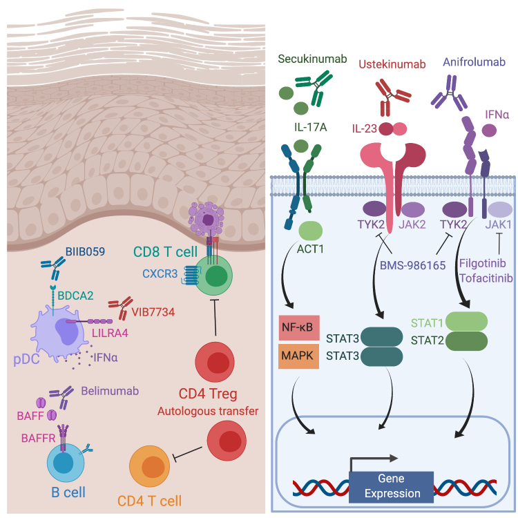 Cutaneous Lupus Erythematosus: Current and Future Pathogenesis-Directed ...