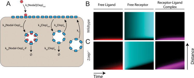 Figure 5—figure supplement 1.