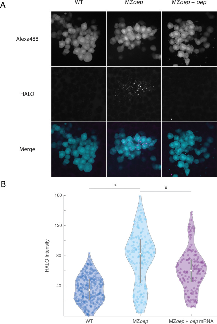 Figure 3—figure supplement 1.