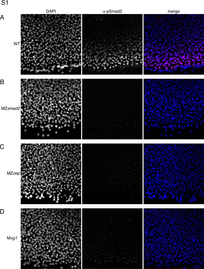 Figure 1—figure supplement 1.