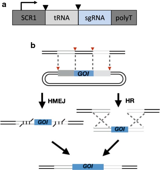 Fig. 1