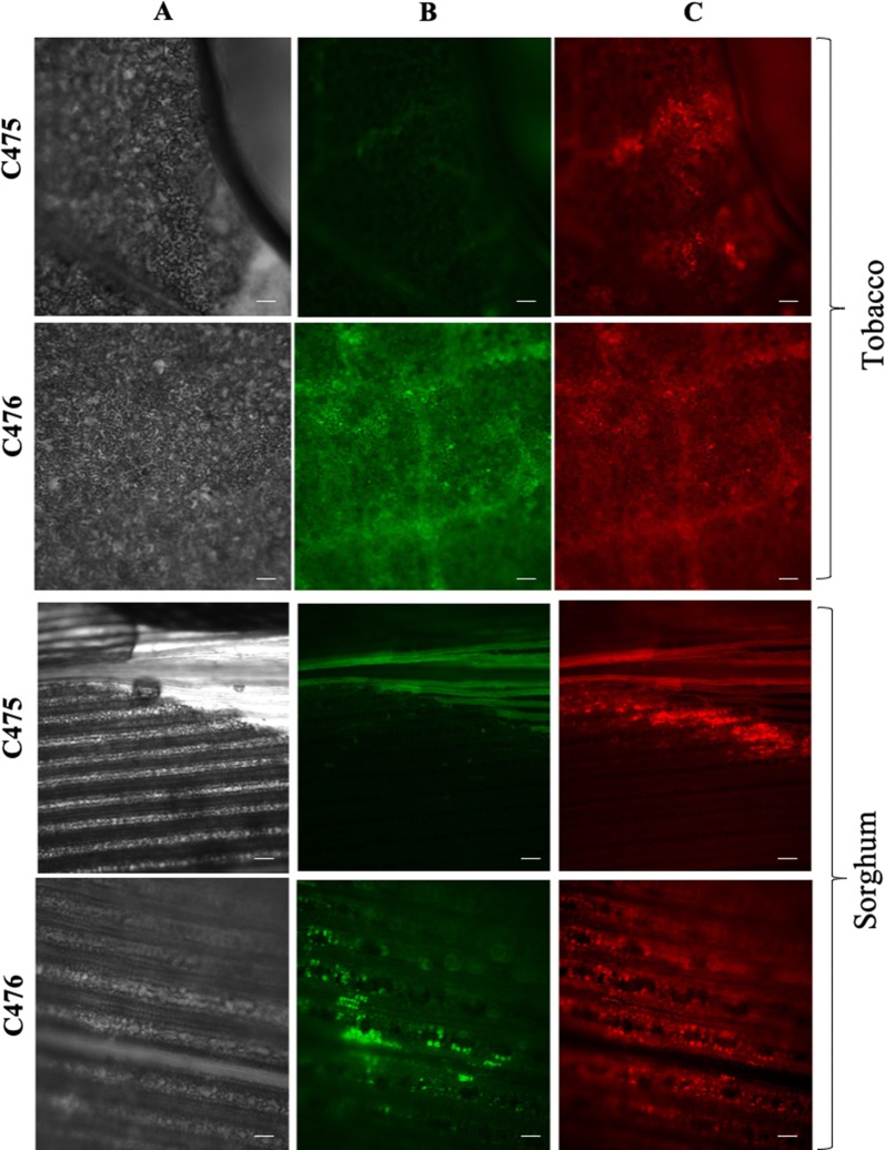 Fig. 3