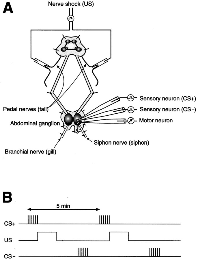 Fig. 1.