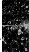 Fig. 13