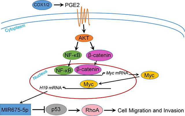 graphic file with name nihms-1543176-f0001.jpg