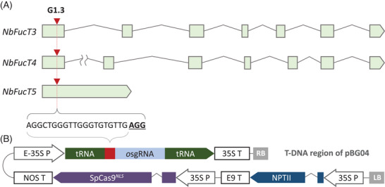 FIGURE 1