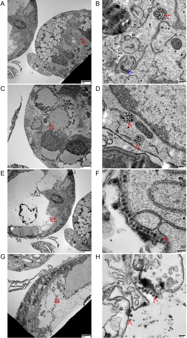 FIG 6