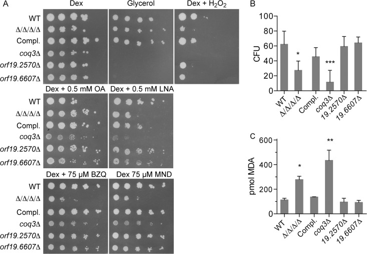 Fig 6