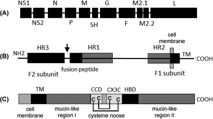 FIG 1