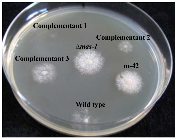 Figure 5