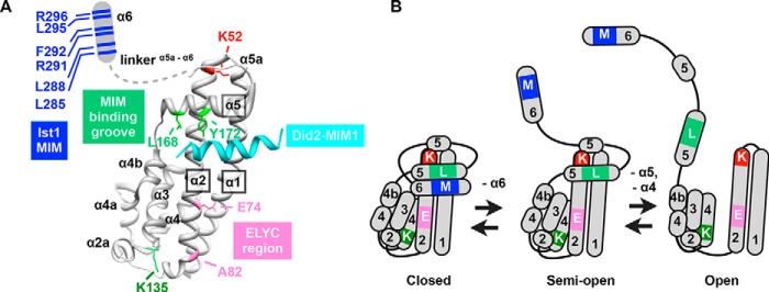 FIGURE 1.