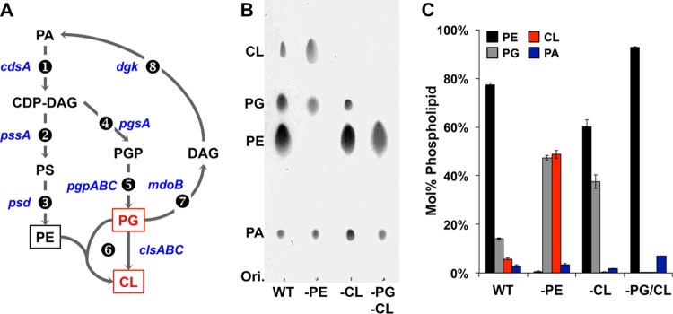 FIG 1