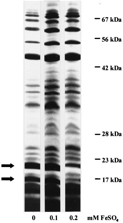 FIG. 5