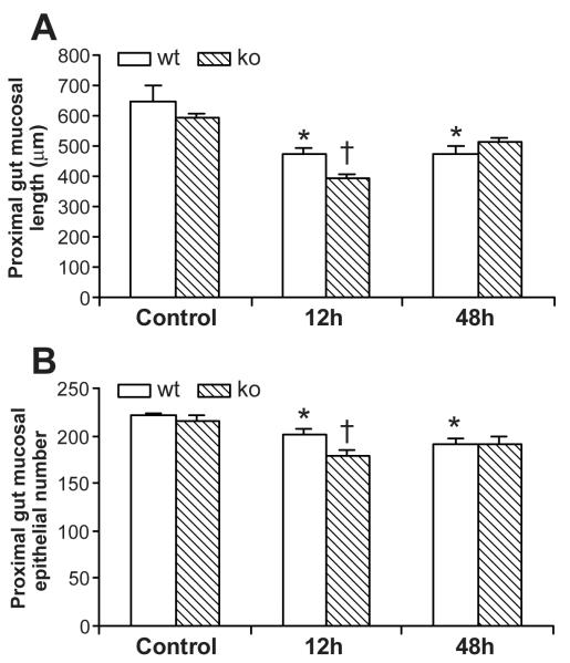 PROXIMAL GUT MUCOSAL EPITHELIAL HOMEOSTASIS IN AGED IL-1 TYPE I ...