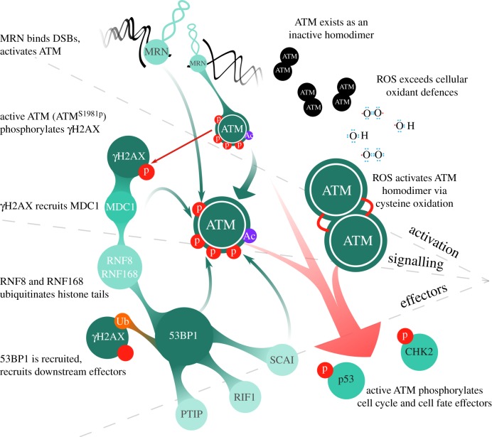 ATM-dependent pathways of chromatin remodelling and oxidative DNA ...