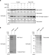 Figure 6—figure supplement 1.