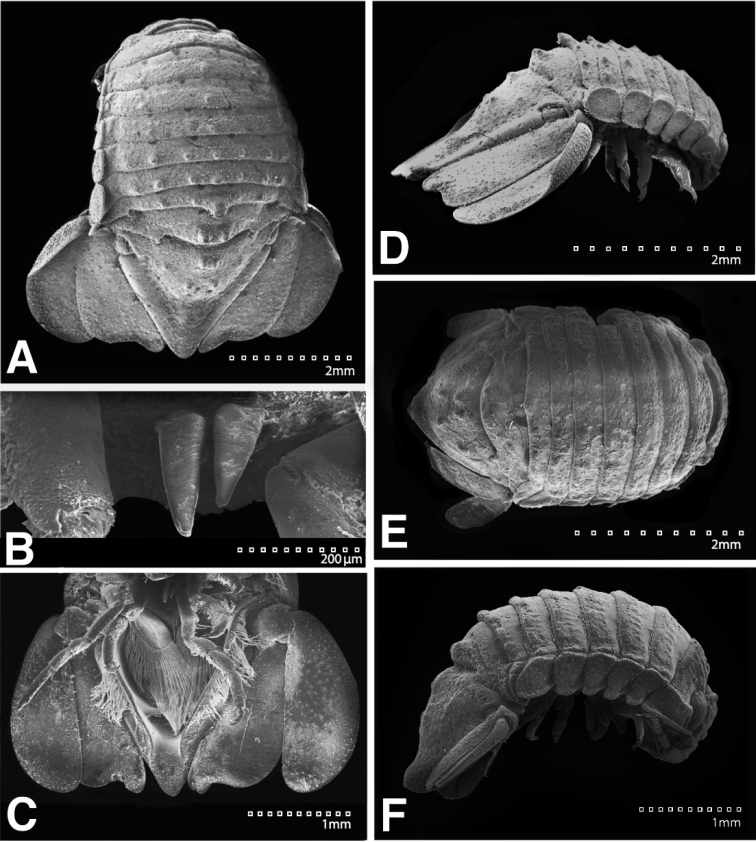 Figure 21.