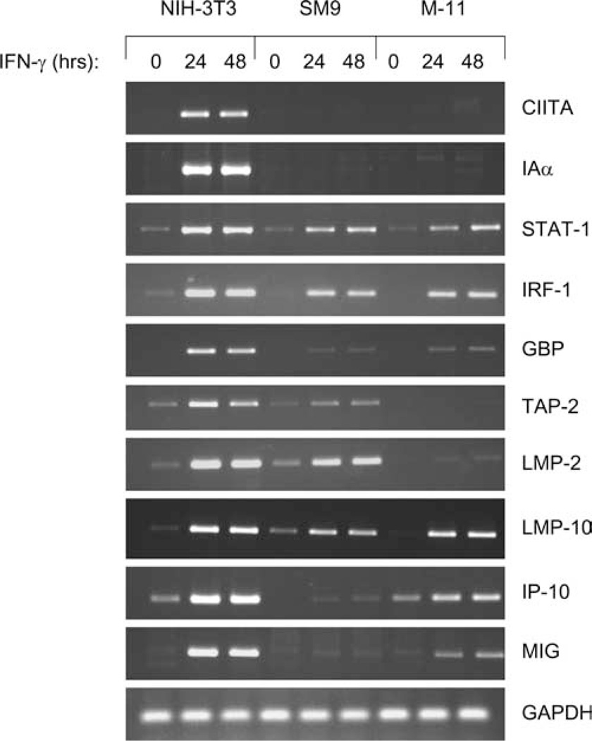 FIGURE 1