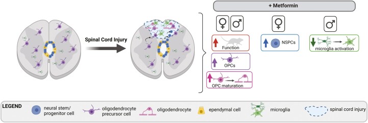 Graphical Abstract