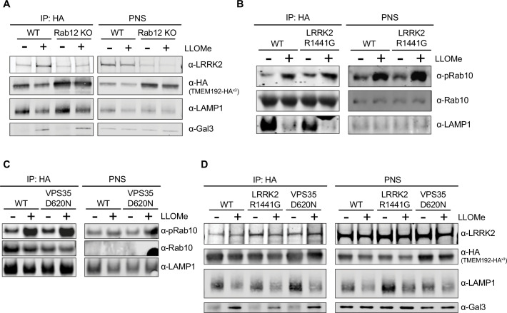 Figure 4—figure supplement 1.