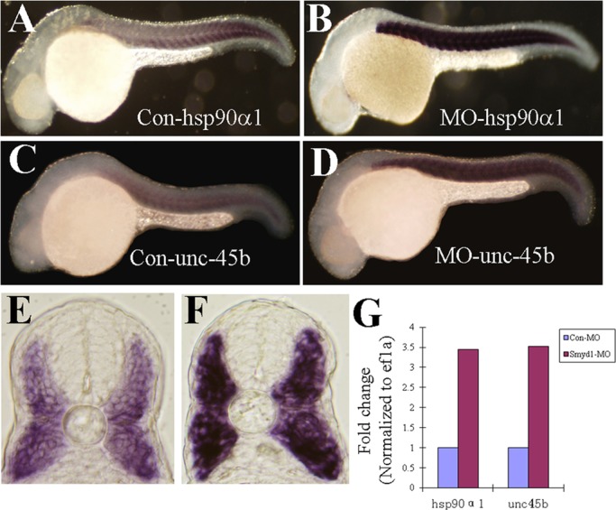 FIGURE 5: