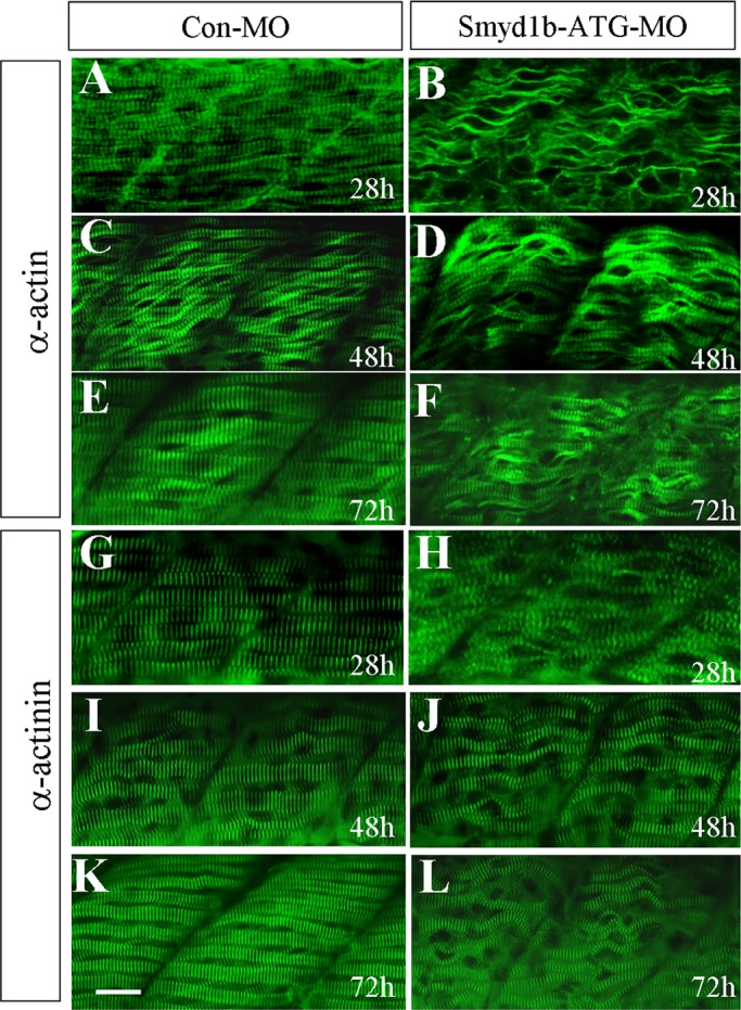 FIGURE 1: