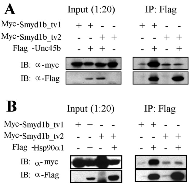 FIGURE 7: