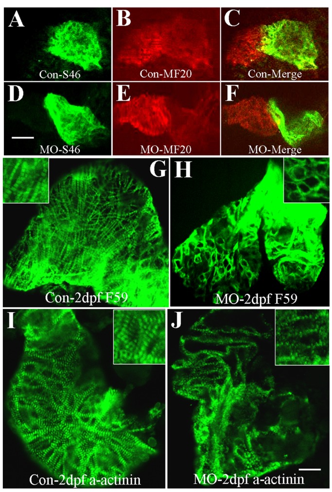 FIGURE 4: