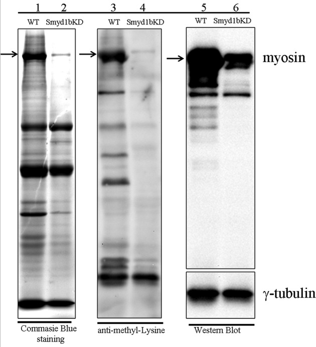 FIGURE 10: