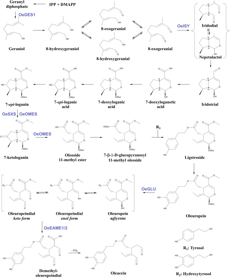 FIGURE 1