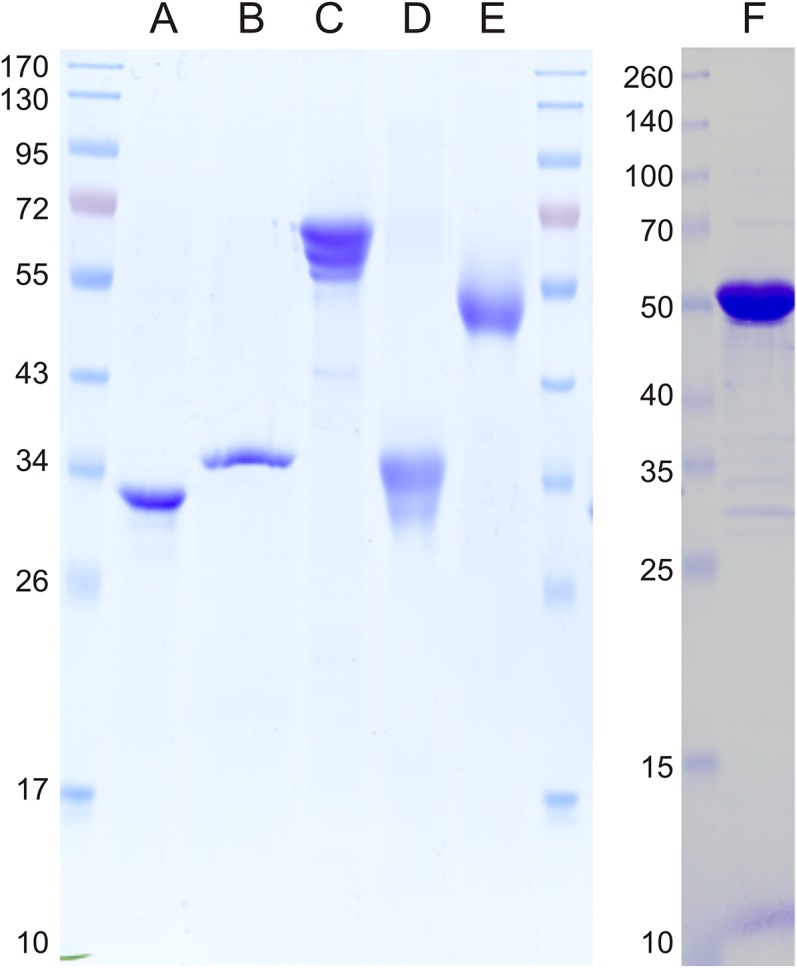 Fig. S4.