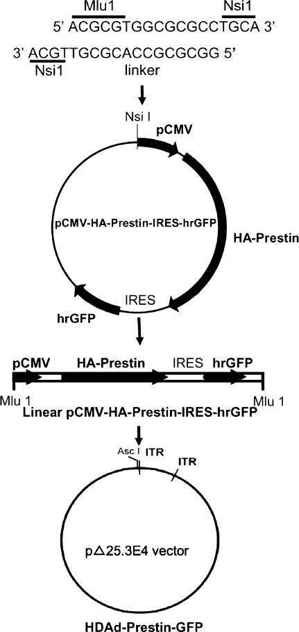 FIG. 1