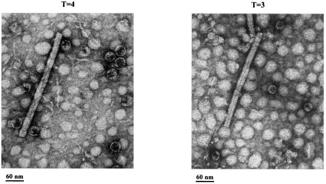 FIG. 12.