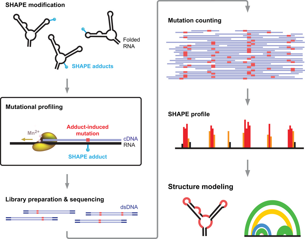 RNA motif discovery by SHAPE and mutational profiling (SHAPE-MaP) - PMC