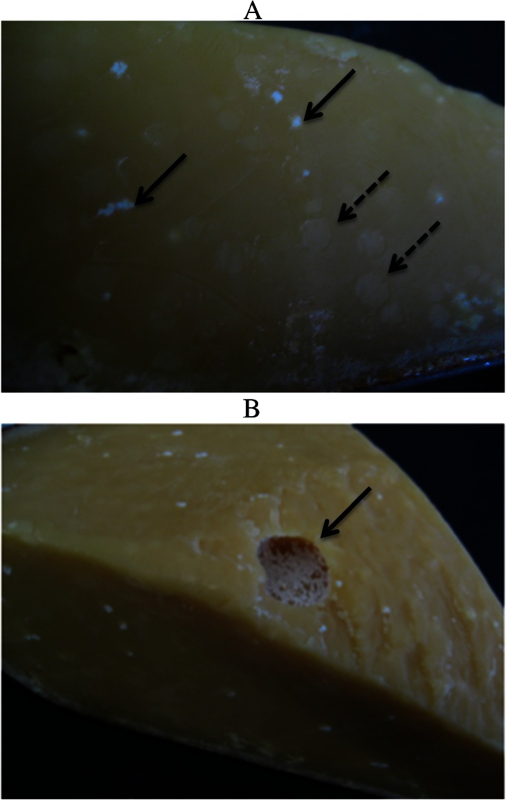 Fig. 8