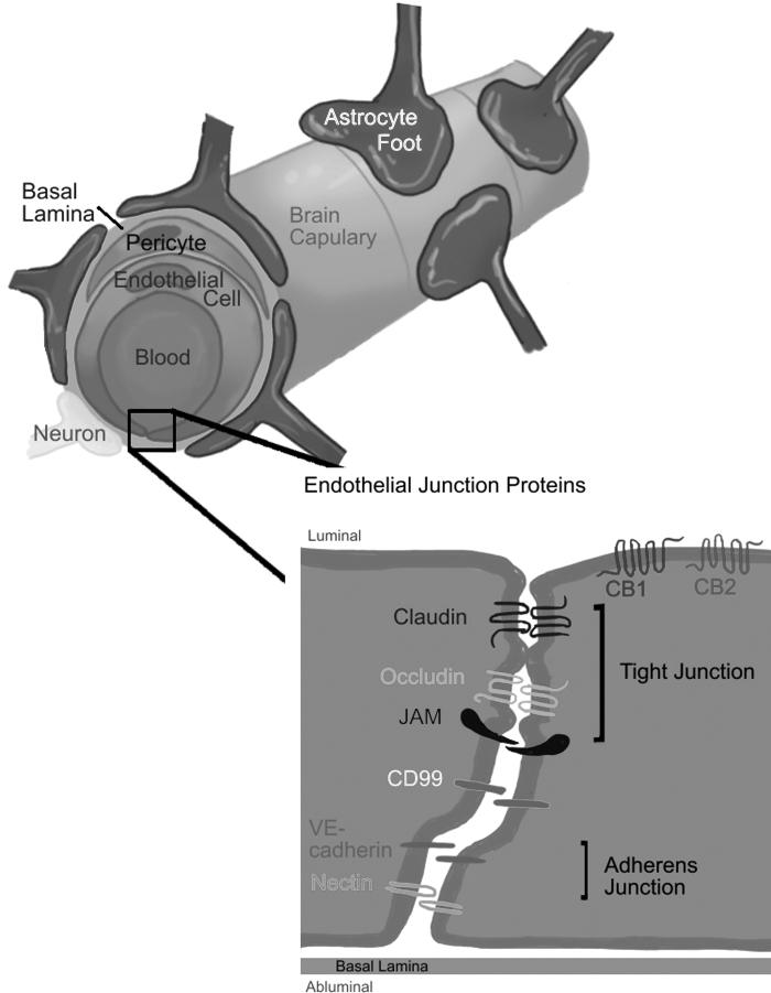 FIG. 1.